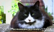 【英语中英字幕】bbc地平线系列:猫咪观察 Cat Watch(2014) 全3集 高清720P下载