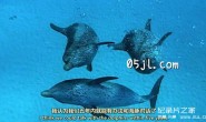 【英语中英字幕】bbc纪录片：海洋巨兽 Ocean Giants (2011) 全3集 高清720P下载