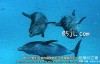 【英语中英字幕】bbc纪录片：海洋巨兽 Ocean Giants (2011) 全3集 高清720P下载
