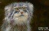 【英语中英字幕】动物世界纪录片：猫族故事 The Story Of Cats 全3集 高清720P下载