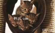 【英语中英字幕】动物世界纪录片：小喵的秘密第一季 全2集 The Secret Life Of Kittens 高清720P下载