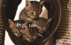 【英语中英字幕】动物世界纪录片：小喵的秘密第一季 全2集 The Secret Life Of Kittens 高清720P下载