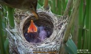 【英语中英字幕】bbc纪录片:世上最狡猾的动物 World’s Sneakiest Animals (2015) 全3集 超清1080P下载