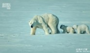 【英语中英字幕】野性北极 Wildest Arctic (2012) 全4集 超清720P下载