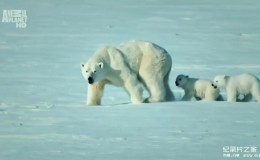 【英语中英字幕】野性北极 Wildest Arctic (2012) 全4集 超清720P下载