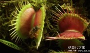 【英语中英字幕】植物王国 全3集+拍摄花絮 Kingdom of Plants with David Attenborough 高清720P下载