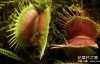 【英语中英字幕】植物王国 全3集+拍摄花絮 Kingdom of Plants with David Attenborough 高清720P下载
