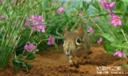 【英语中英字幕】BBC纪录片:隐秘王国 Hidden Kingdoms (2014) 全3集+电影版 Hidden Kingdoms+小巨人 1080p下载