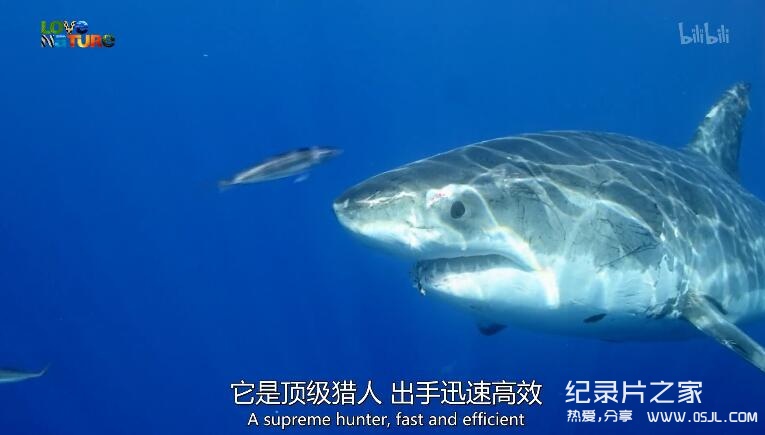 [英语中英字幕]动物世界纪录片：鲨鱼小队 Shark Squad 全4集 高清图片 No.1