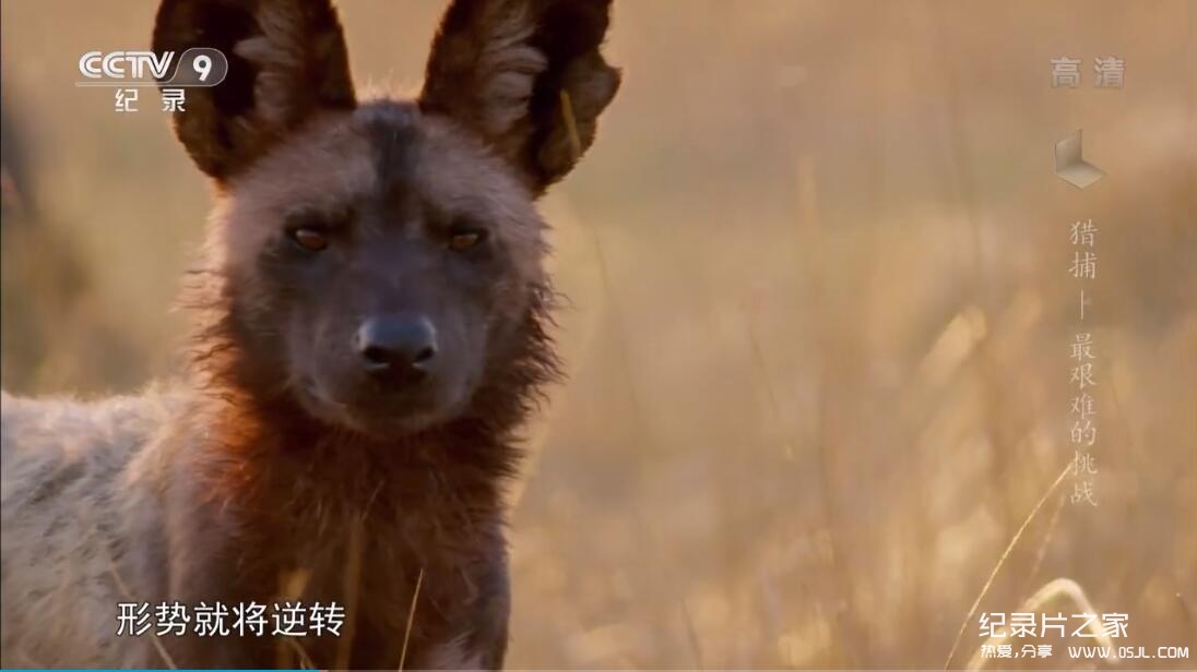 【国语中字】bbc动物世界纪录片：猎捕 The Hunt (2015)  央视译制版 全7集 高清720P图片 No.2