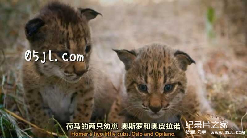 【英语中英字幕】大猫纪录片：欧洲野性新生 猞猁魅影 Europe‘s New Wild – The Missing Lynx 全1集 超清1080P下载图片 No.1