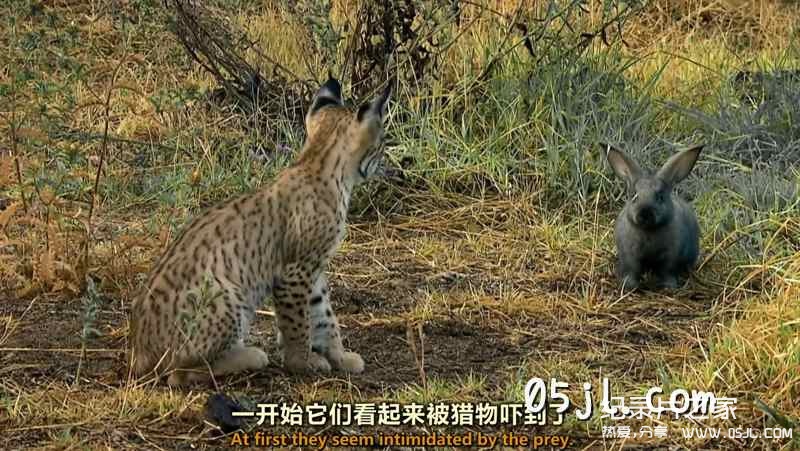 【英语中英字幕】大猫纪录片：欧洲野性新生 猞猁魅影 Europe‘s New Wild – The Missing Lynx 全1集 超清1080P下载图片 No.4