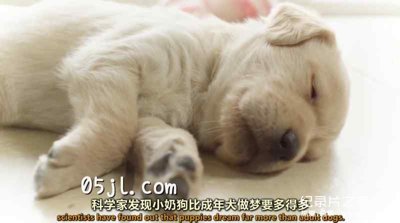 【英语中英字幕】狗狗纪录片：狗的秘密生活 Secret Life of Dogs (2013) 全1集 超清1080P下载图片 No.2