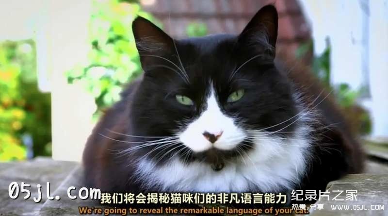 【英语中英字幕】bbc地平线系列：猫咪观察 Cat Watch(2014) 全3集 高清720P下载图片 No.1