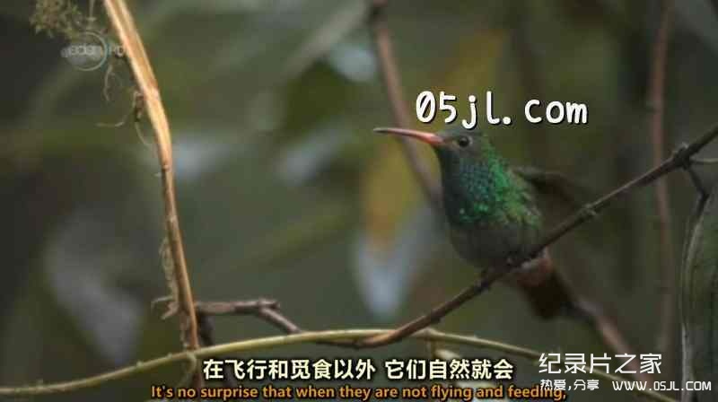 【英语中英字幕】动物世界纪录片-蜂鸟：宝石般的信使 Hummingbirds Jewelled Messengers (2012)全1集 高清720P下载图片 No.2