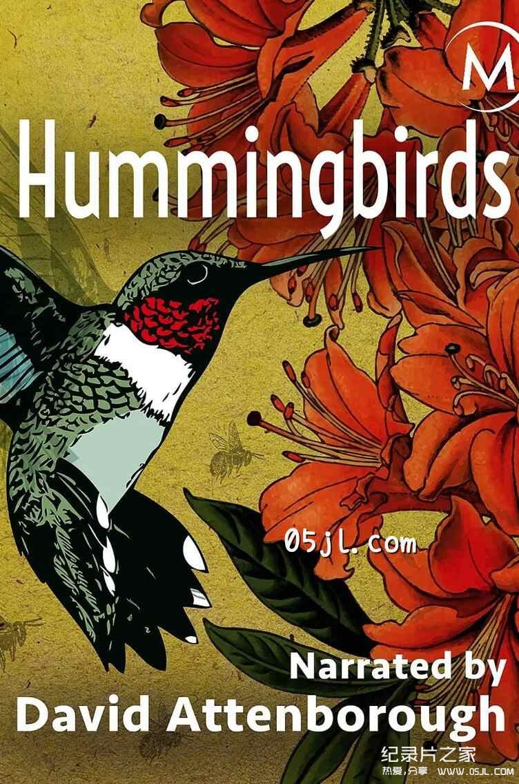 【英语中英字幕】动物世界纪录片-蜂鸟：宝石般的信使 Hummingbirds Jewelled Messengers (2012)全1集 高清720P下载图片 No.1