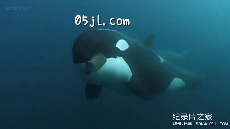 【英语中英字幕】bbc纪录片：海洋巨兽 Ocean Giants (2011) 全3集 高清720P下载图片 No.4