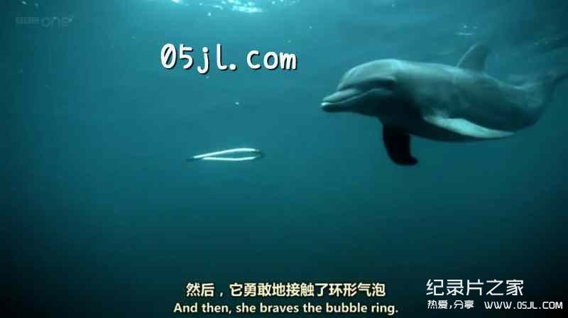 【英语中英字幕】bbc纪录片：海洋巨兽 Ocean Giants (2011) 全3集 高清720P下载图片 No.3