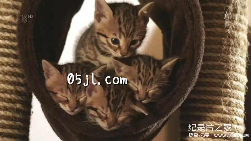 【英语中英字幕】动物世界纪录片：小喵的秘密第一季 全2集 The Secret Life Of Kittens 高清720P下载图片 No.1