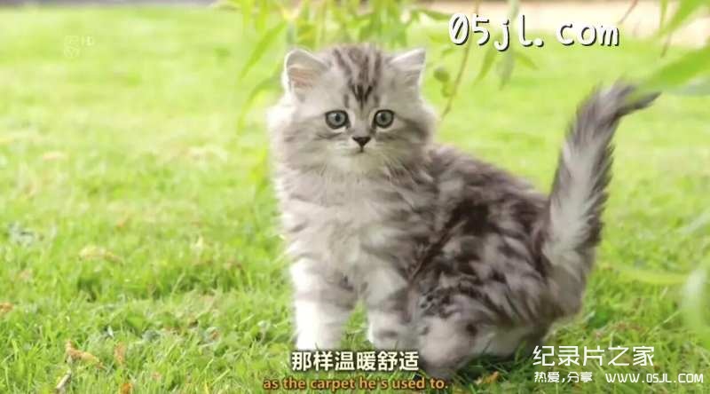 【英语中英字幕】动物世界纪录片：小喵的秘密第一季 全2集 The Secret Life Of Kittens 高清720P下载图片 No.3