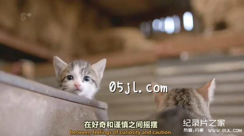 【英语中英字幕】动物世界纪录片：小喵的秘密第一季 全2集 The Secret Life Of Kittens 高清720P下载图片 No.5