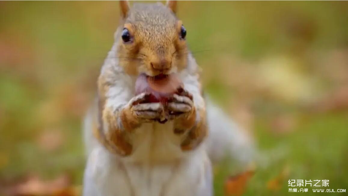 【英语中英字幕】bbc纪录片：世上最狡猾的动物 World’s Sneakiest Animals (2015) 全3集 超清1080P下载图片 No.2