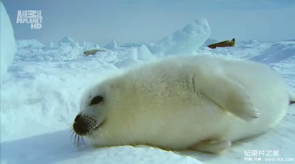 【英语中英字幕】野性北极 Wildest Arctic (2012) 全4集 超清720P下载图片 No.3