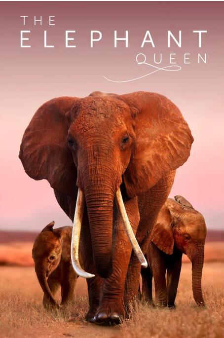【英语中字】动物世界纪录片：大象女王 The Elephant Queen (2018) 全1集 高清图片