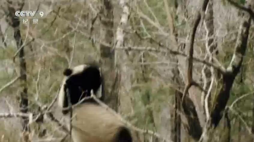 [国语中字]中国首部全景式野生动物纪录片-央视 《野性的呼唤》全5集 高清1080P图片 No.4
