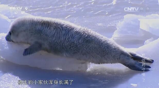 [国语中字]中国首部全景式野生动物纪录片-央视 《野性的呼唤》全5集 高清1080P图片 No.1