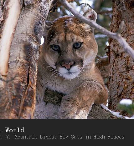 [英语英字]bbc动物世界纪录片-山狮：高地的大猫 Mountain Lions: Big Cats in High Places (2015) 全1集图片