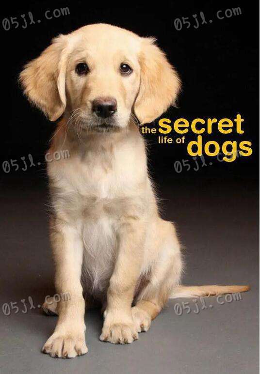 [英语中英字幕]动物世界纪录片：bbc-狗的秘密生活 Secret Life of Dogs (2013) 全1集图片