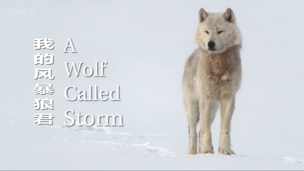 [国语中字]央视译制 -bbc自然世界：狼之风暴 The Natural World: A Wolf Called Storm 全1集高清版图片