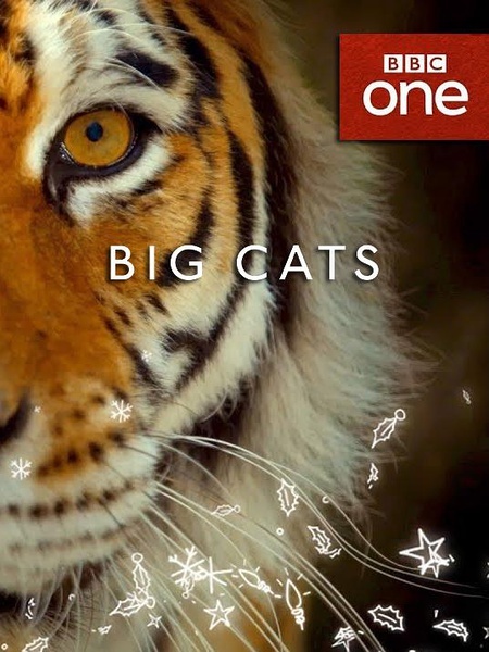 【英语中英字幕】动物世界纪录片：bbc-大猫 Big Cats (2018) 全3集高清图片