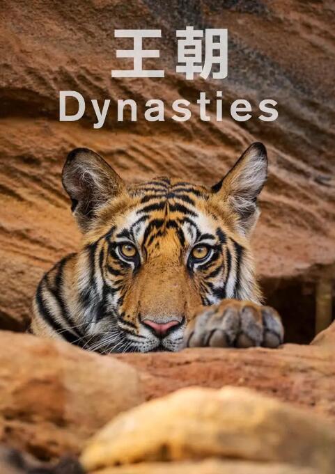 【英语中英字幕】豆瓣高分纪录片top250第18：王朝 Dynasties (2018) 全5集 高清图片