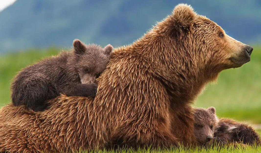 【英语中英字幕】动物世界纪录片：阿拉斯加棕熊 Bears（又名：熊世界 ）(2014)全1集 超清1080P图片 No.2