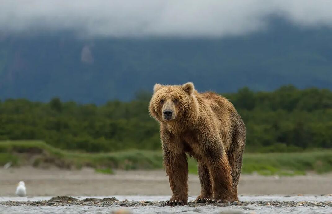 【英语中英字幕】动物世界纪录片：阿拉斯加棕熊 Bears（又名：熊世界 ）(2014)全1集 超清1080P图片 No.3