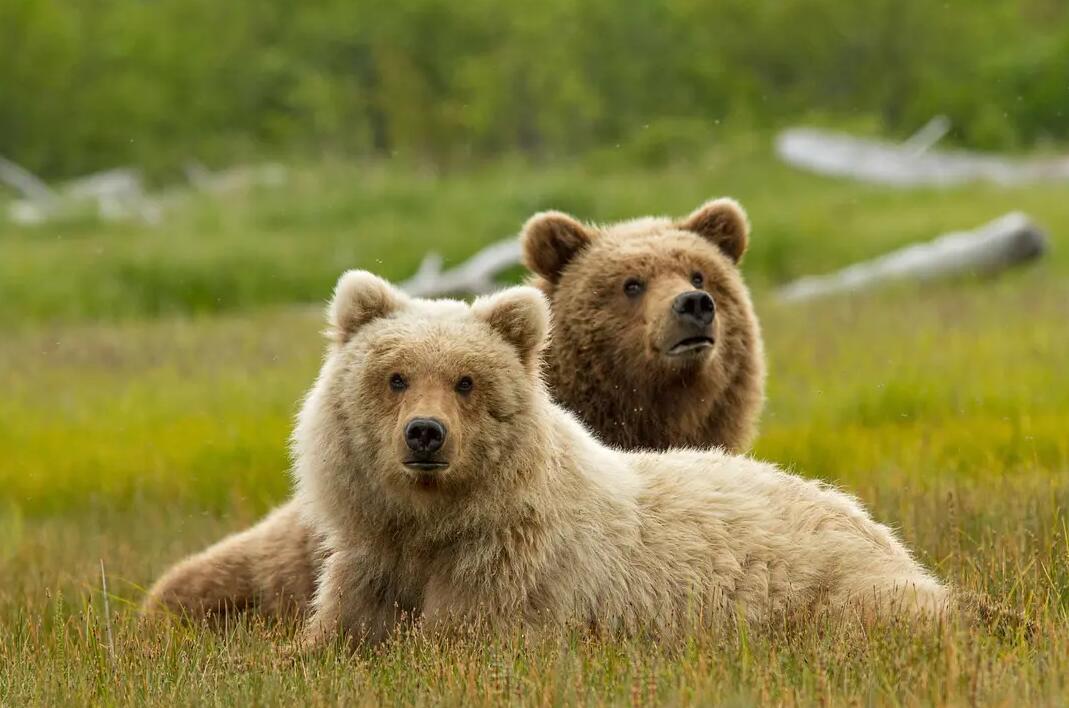 【英语中英字幕】动物世界纪录片：阿拉斯加棕熊 Bears（又名：熊世界 ）(2014)全1集 超清1080P图片 No.4