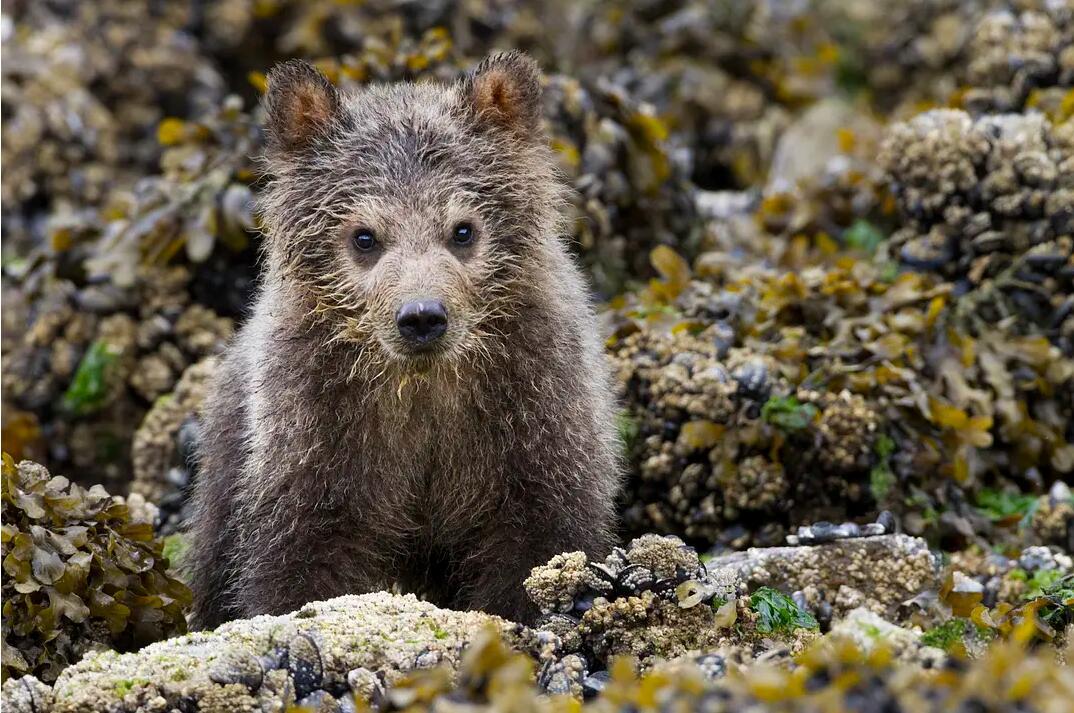 【英语中英字幕】动物世界纪录片：阿拉斯加棕熊 Bears（又名：熊世界 ）(2014)全1集 超清1080P图片 No.5