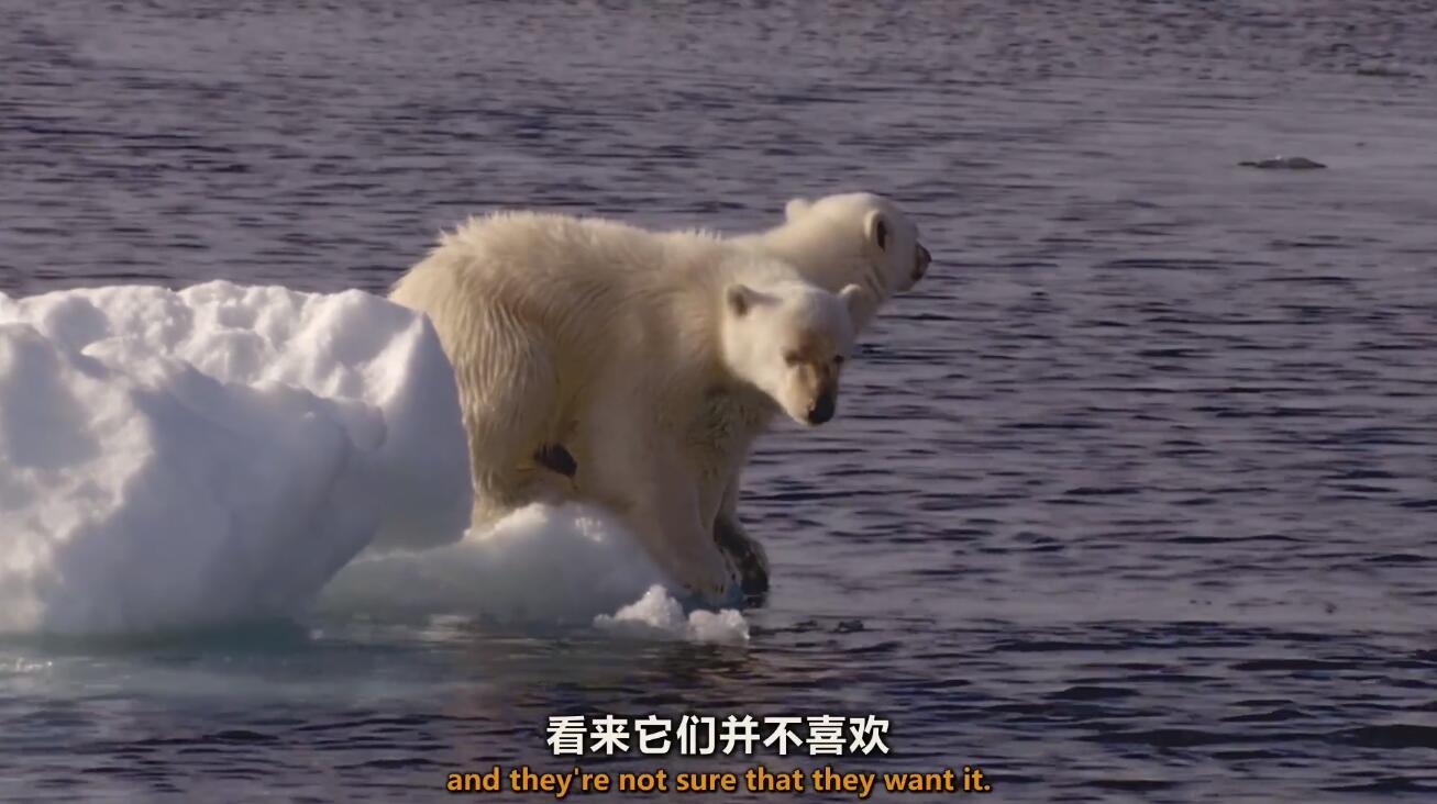 【英语中英字幕】动物世界纪录片：极地之夏 Summer 全1集 超清1080P图片 No.1