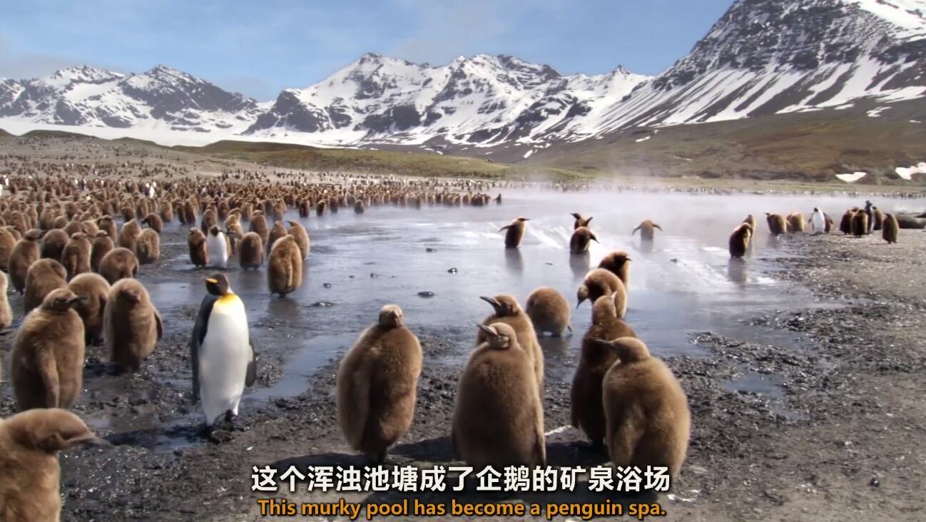 【英语中英字幕】动物世界纪录片：极地之夏 Summer 全1集 超清1080P图片 No.3