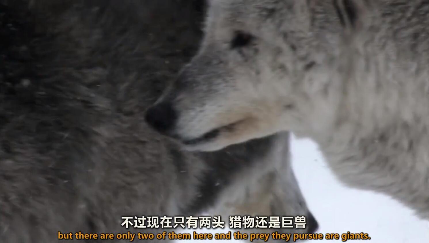 【英语中英字幕】动物世界纪录片：极地之冬 全1集 超清1080P图片 No.1