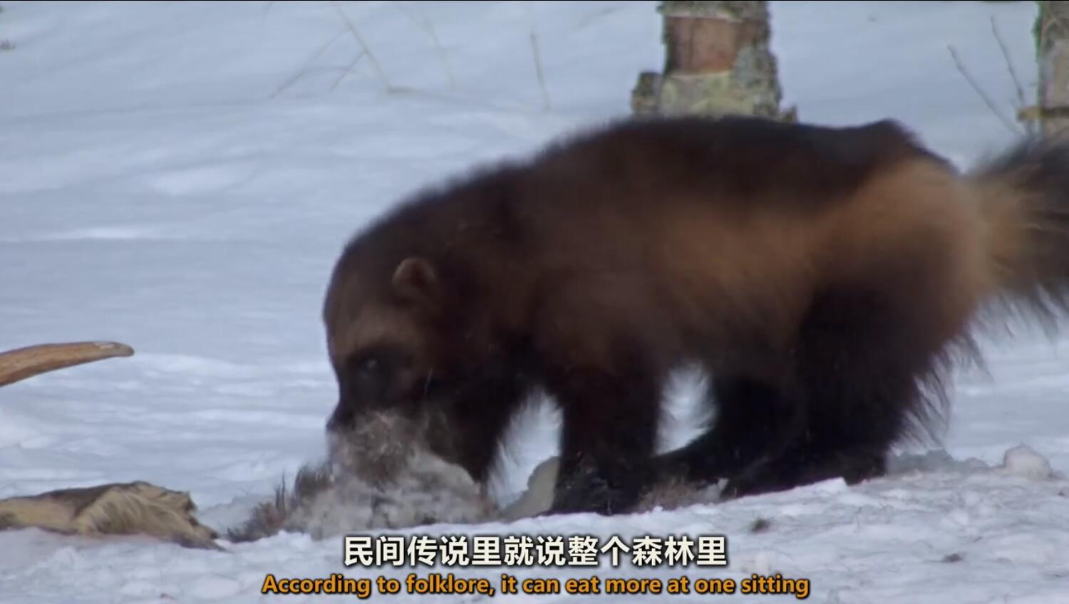 【英语中英字幕】动物世界纪录片：极地之冬 全1集 超清1080P图片 No.2