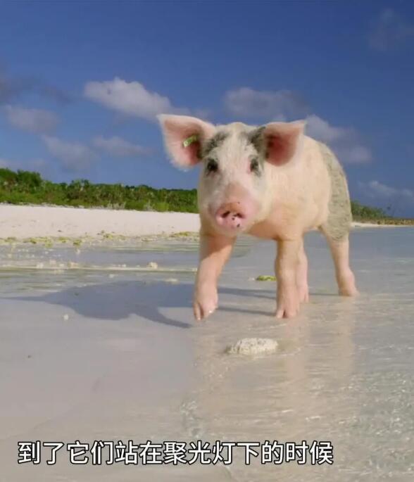 【英语中英字幕】动物世界纪录片：聪明的猪 Amazing Pigs (2018) 全1集 高清1080P图片 No.1