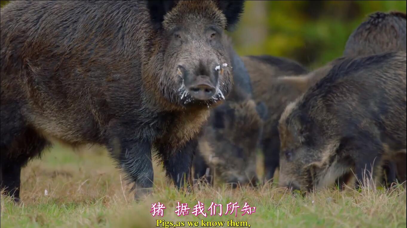 【英语中英字幕】动物世界纪录片：聪明的猪 Amazing Pigs (2018) 全1集 高清1080P图片 No.2