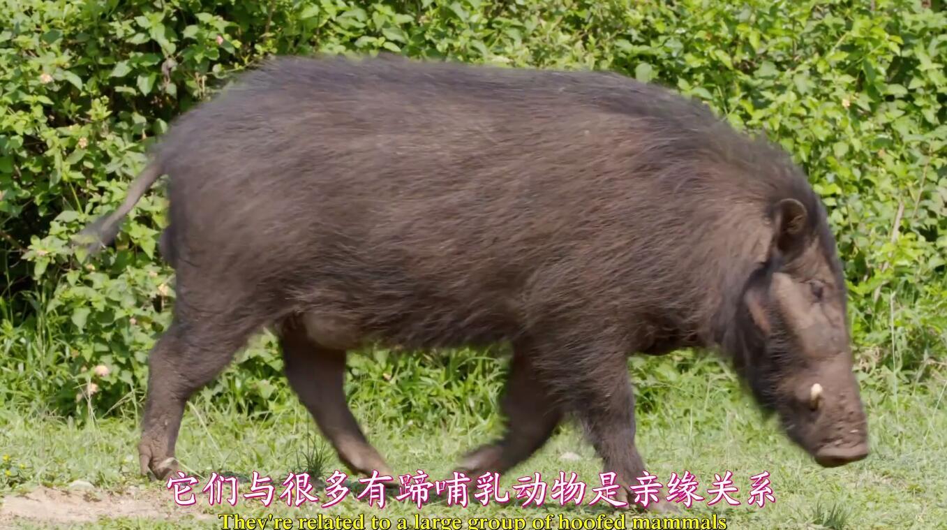 【英语中英字幕】动物世界纪录片：聪明的猪 Amazing Pigs (2018) 全1集 高清1080P图片 No.3