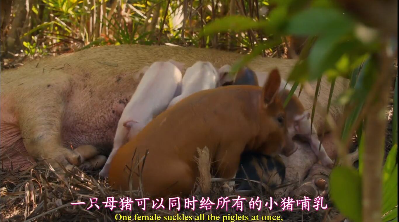 【英语中英字幕】动物世界纪录片：聪明的猪 Amazing Pigs (2018) 全1集 高清1080P图片 No.4
