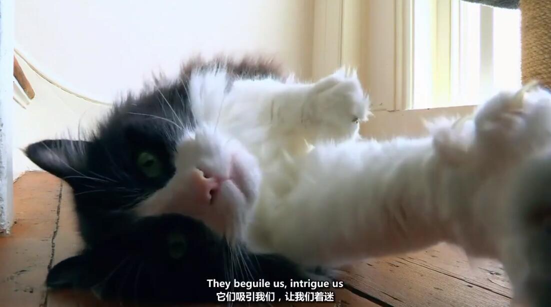 【英语中英字幕】猫奴必看，动物世界纪录片：猫眼里的世界 全1集 高清720P图片 No.1