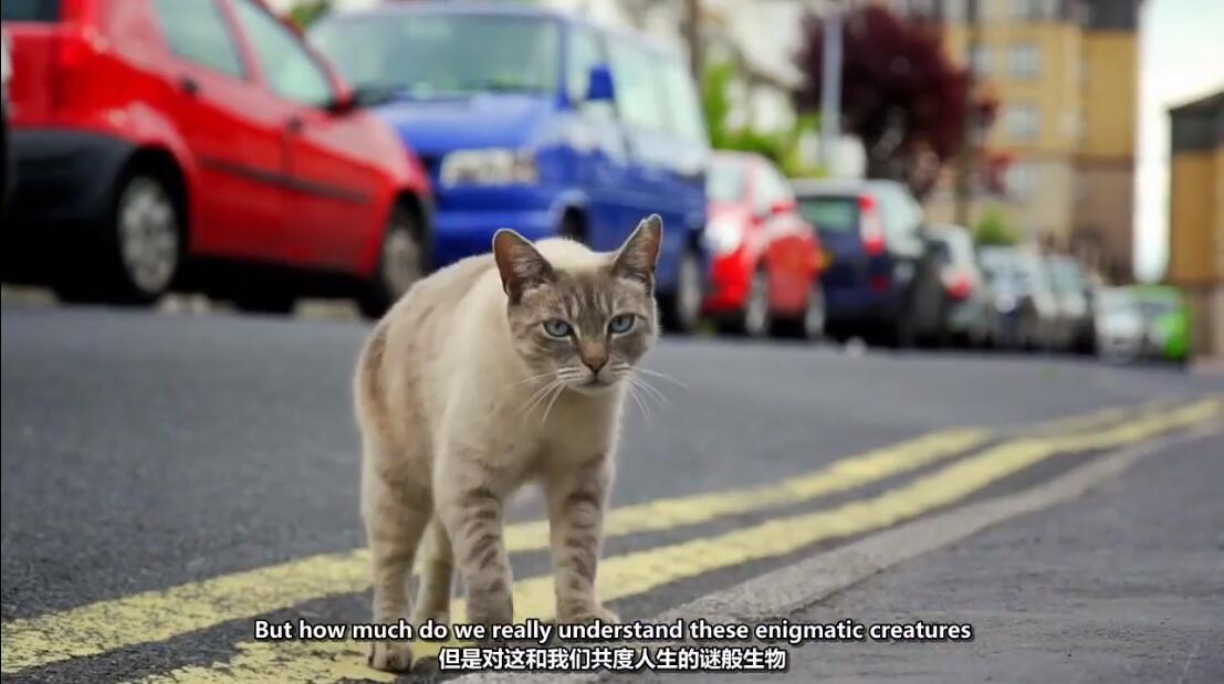 【英语中英字幕】猫奴必看，动物世界纪录片：猫眼里的世界 全1集 高清720P图片 No.2