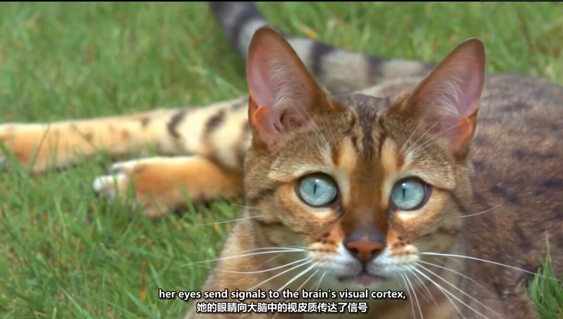 【英语中英字幕】猫奴必看，动物世界纪录片：猫眼里的世界 全1集 高清720P图片 No.3